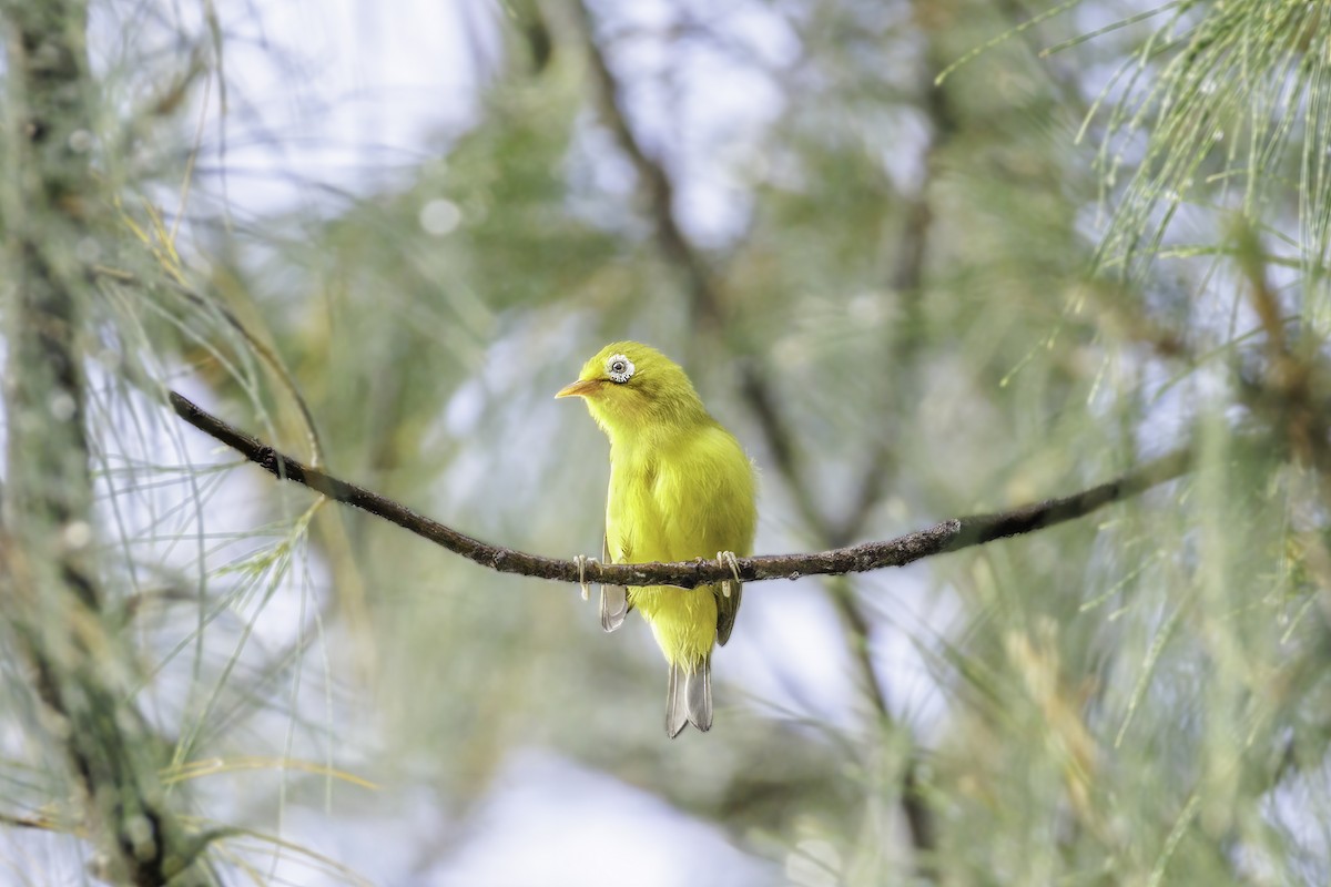 Wakatobi White-eye - ML620088678