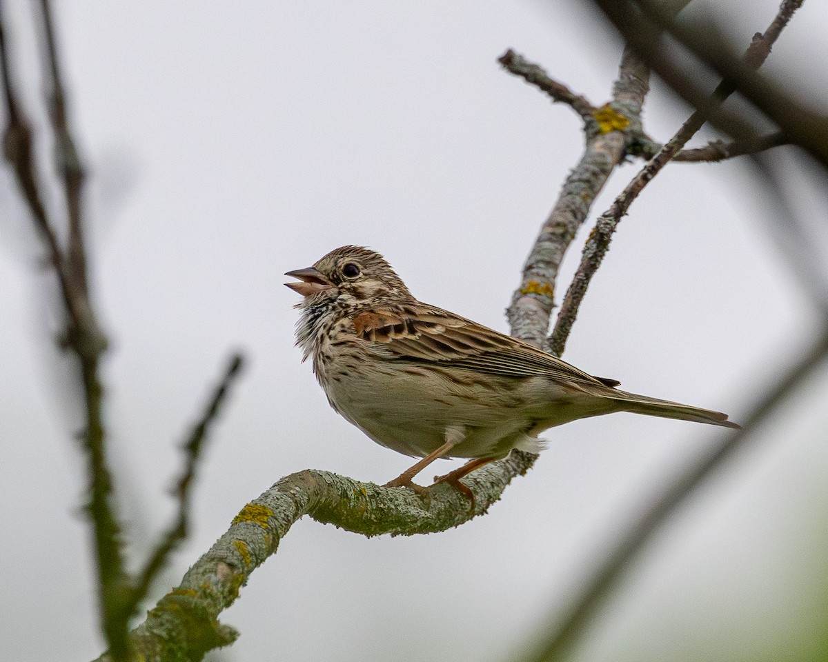 Vesper Sparrow - ML620088685