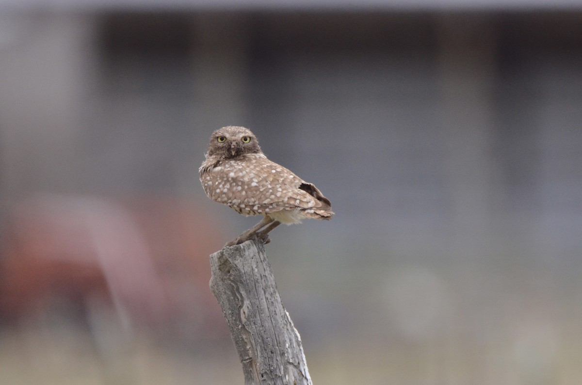 Burrowing Owl (Western) - ML620088697