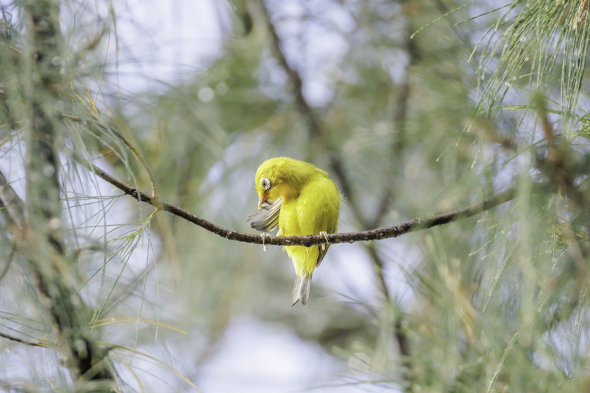 Tukang-Besi-Brillenvogel - ML620088700