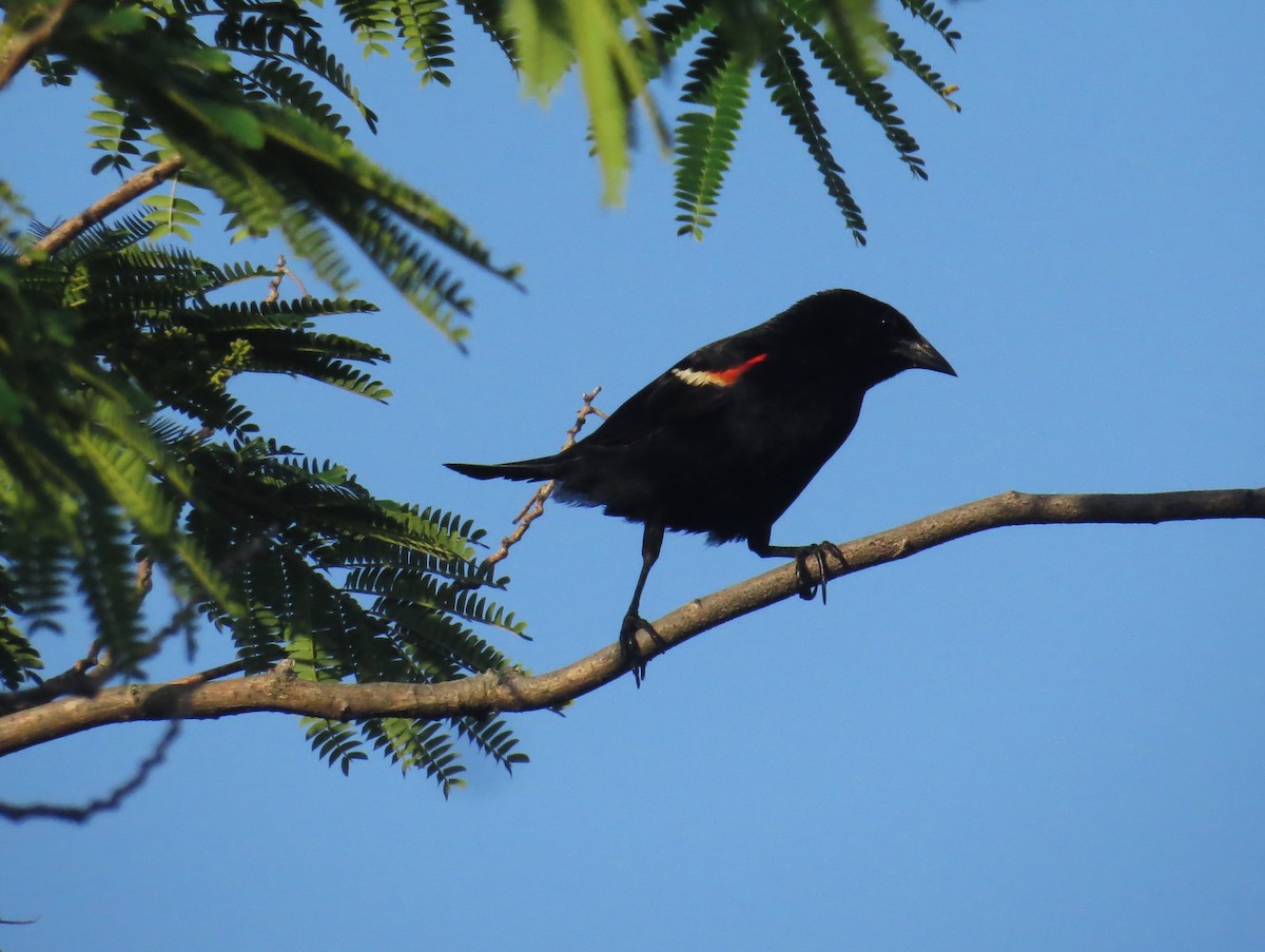 Red-winged Blackbird - ML620088704