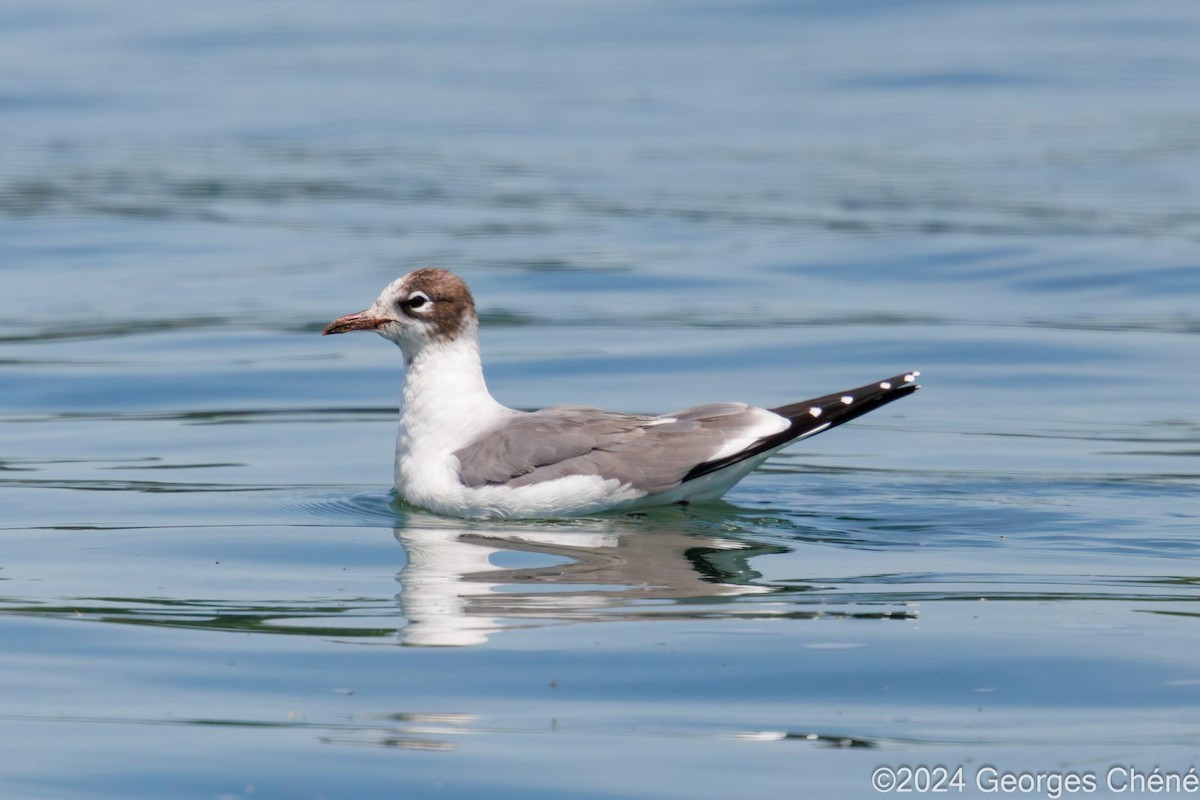 Franklin's Gull - Louise Lauzon