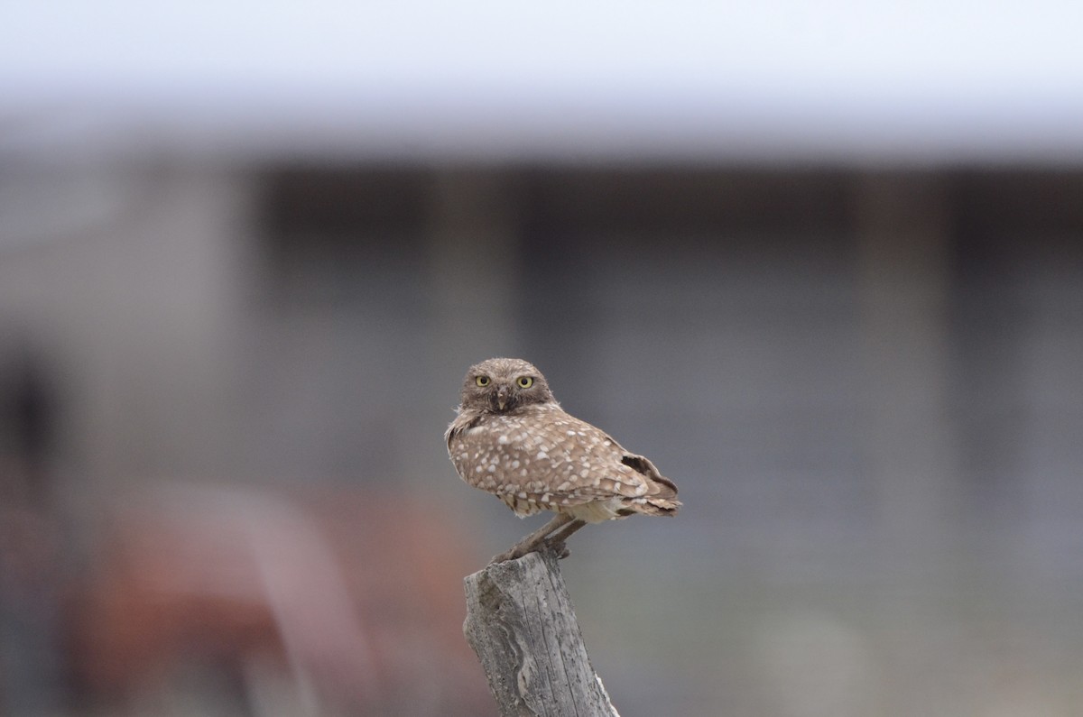Burrowing Owl (Western) - ML620088715
