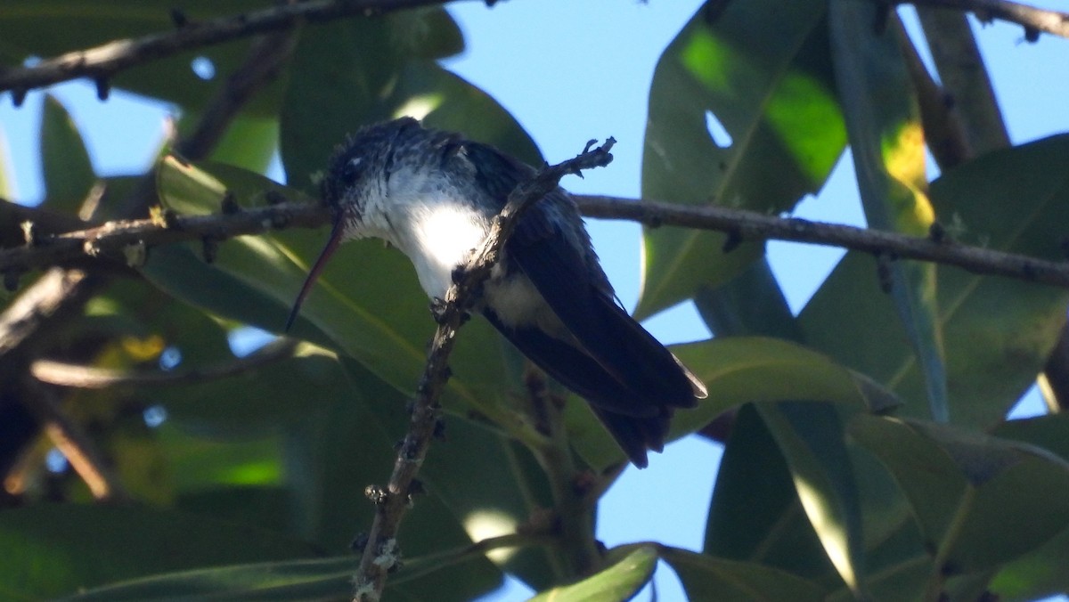 kolibřík andský - ML620088718