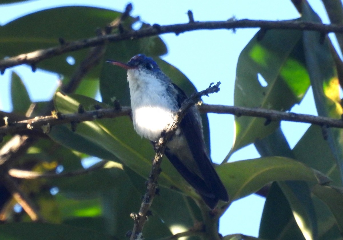 kolibřík andský - ML620088719