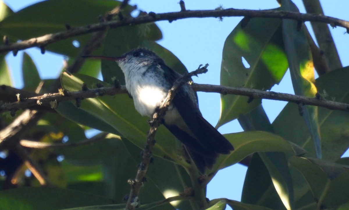 kolibřík andský - ML620088720
