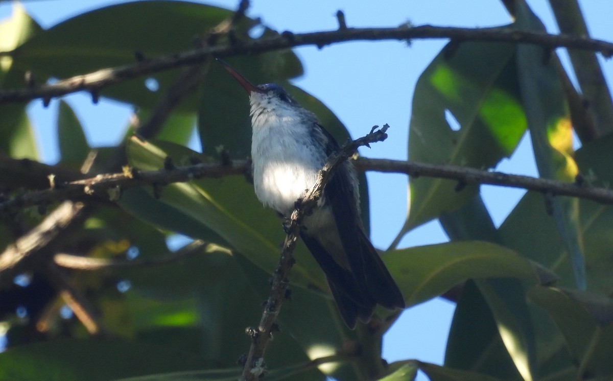 kolibřík andský - ML620088721
