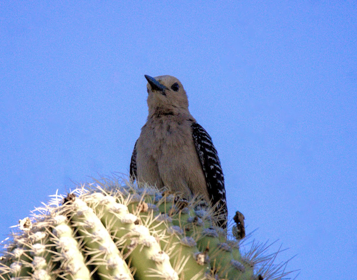 Gila Woodpecker - ML620088723