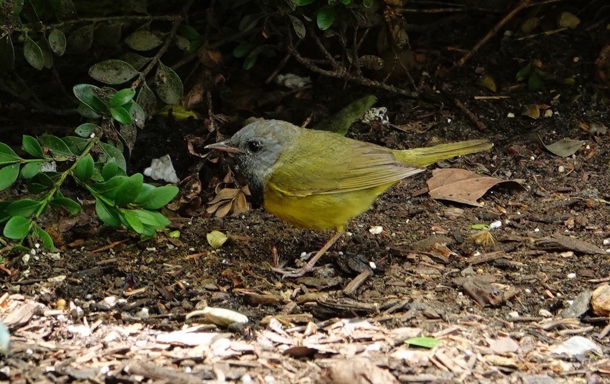 Mourning Warbler - ML620088728