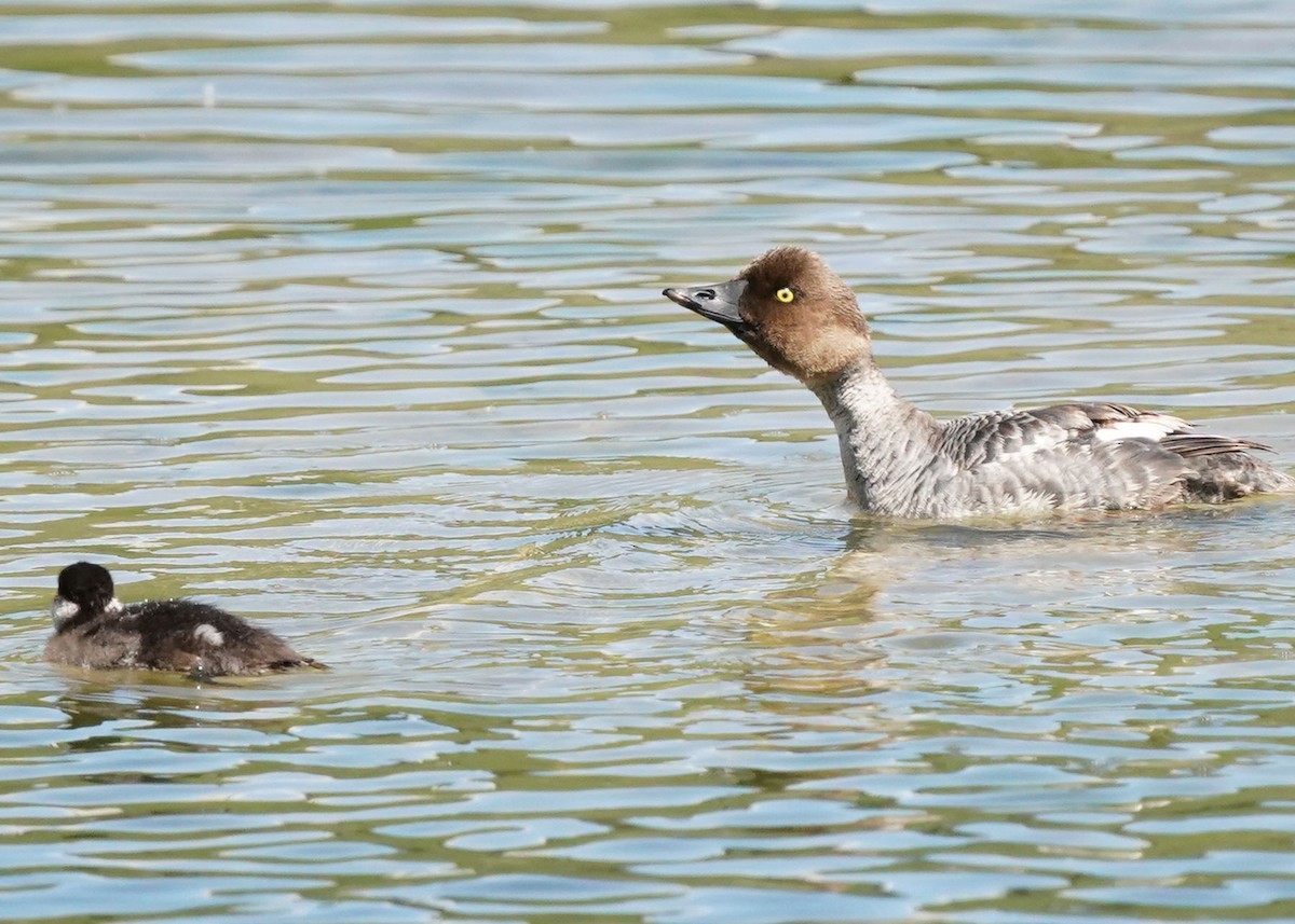 Common Goldeneye - ML620088730