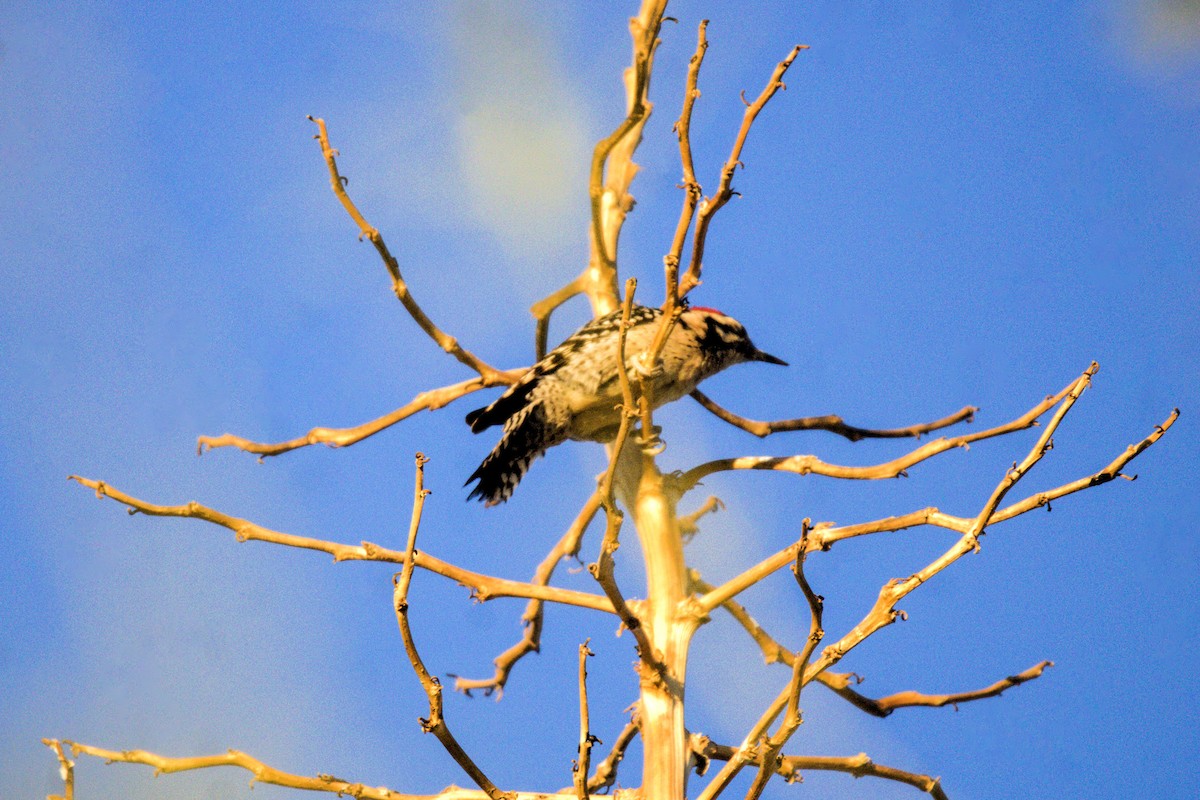 Ladder-backed Woodpecker - ML620088731