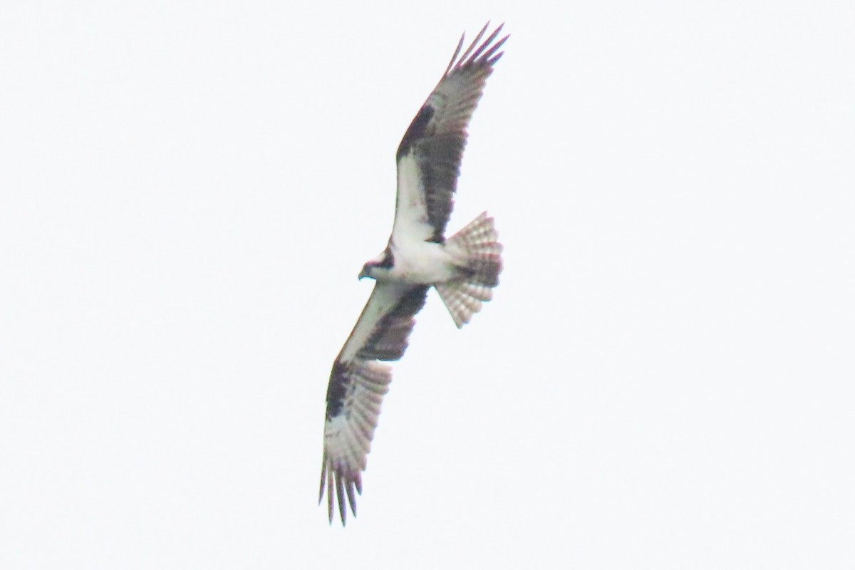 Osprey - ML620088736