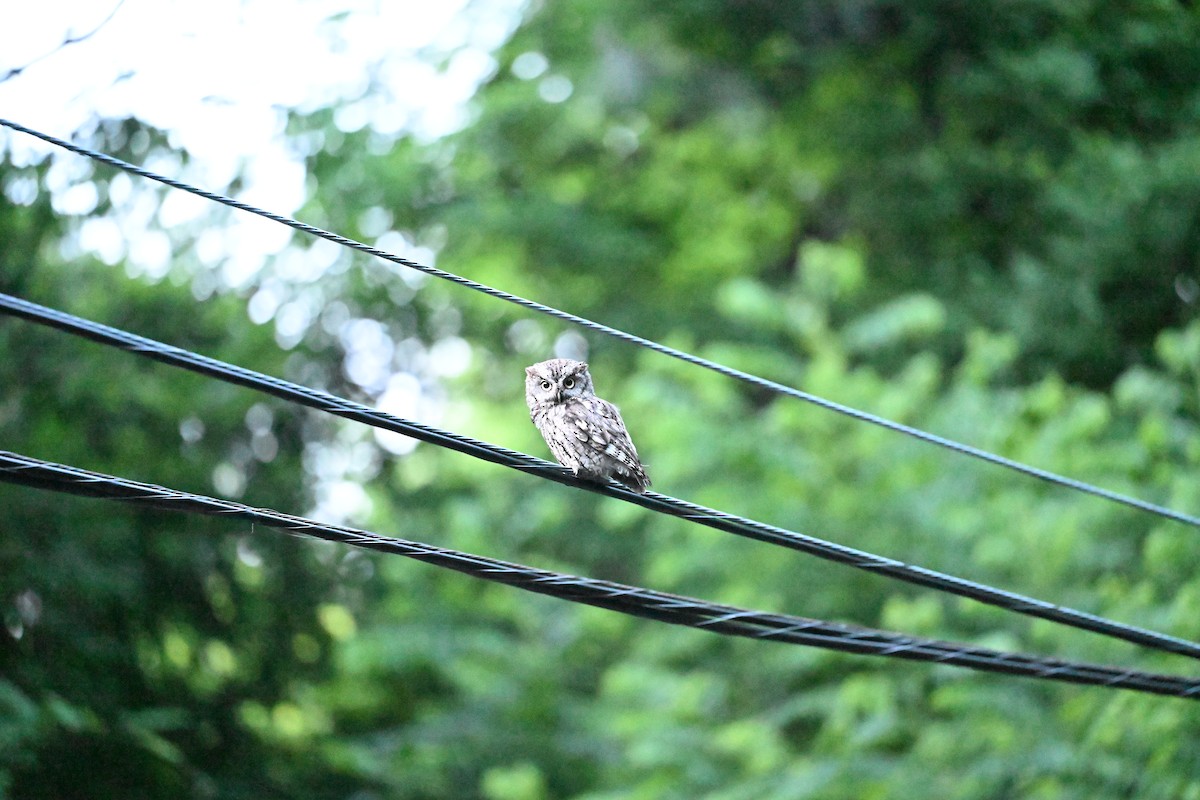 Eastern Screech-Owl - ML620088738