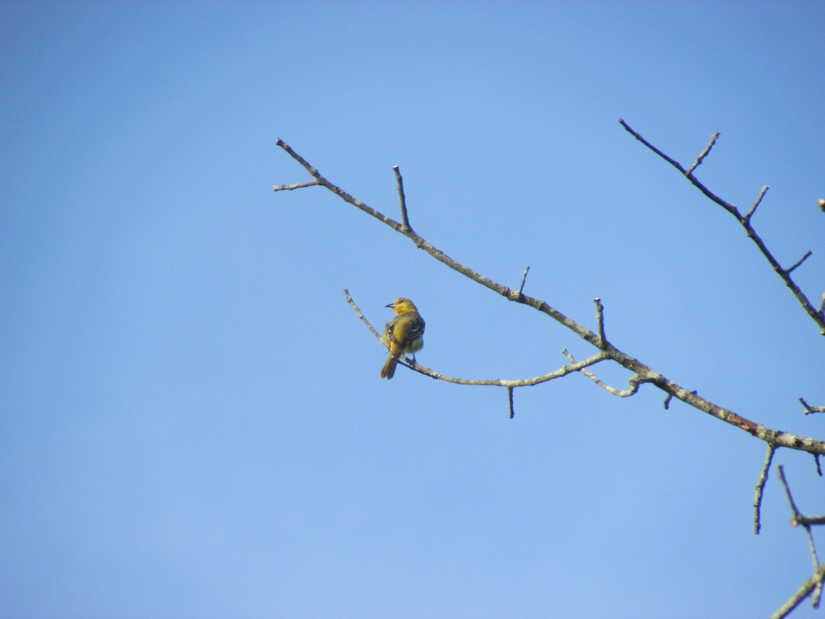 Orchard Oriole - ML620088742