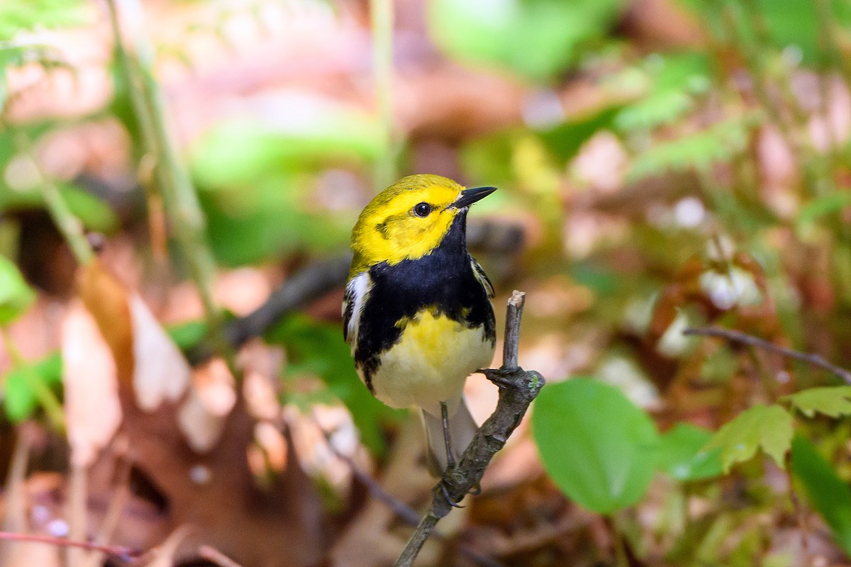 Black-throated Green Warbler - ML620088766