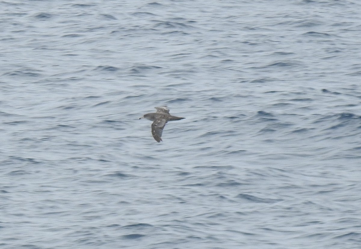 Pink-footed Shearwater - ML620088767