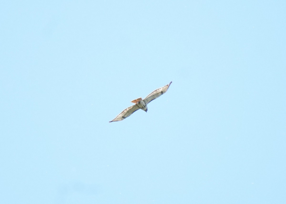 Red-tailed Hawk - ML620088768