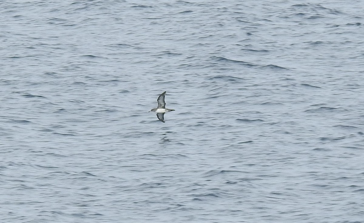 Pink-footed Shearwater - ML620088770
