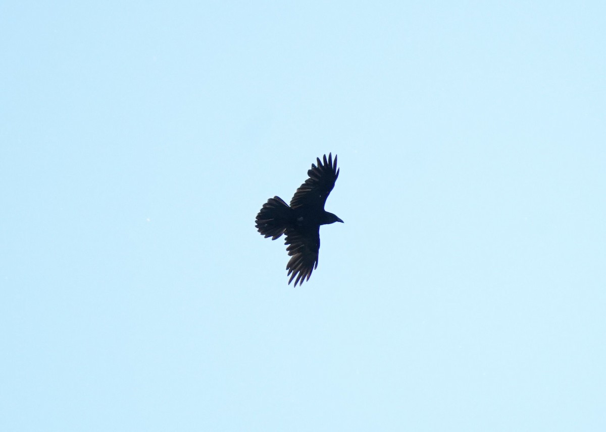 Common Raven - ML620088778