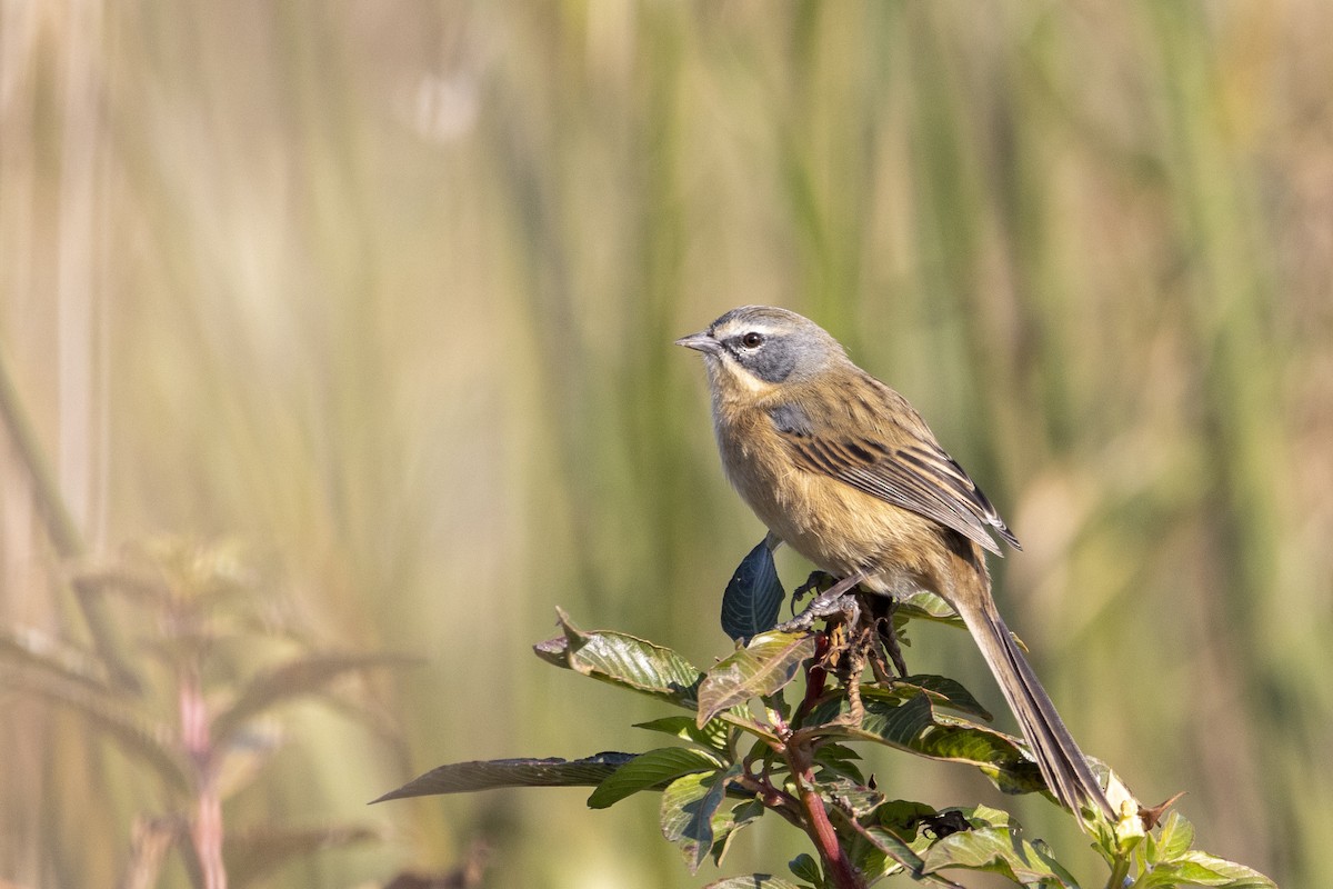 Long-tailed Reed Finch - ML620088780