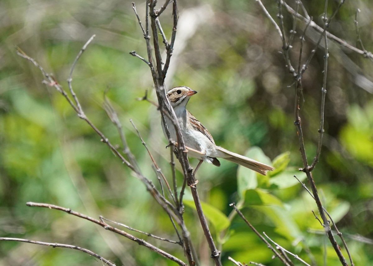 Clay-colored Sparrow - ML620088793