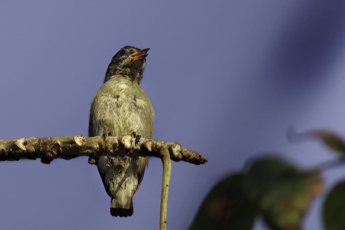 Gray-sided Flowerpecker (Wakatobi) - ML620088795
