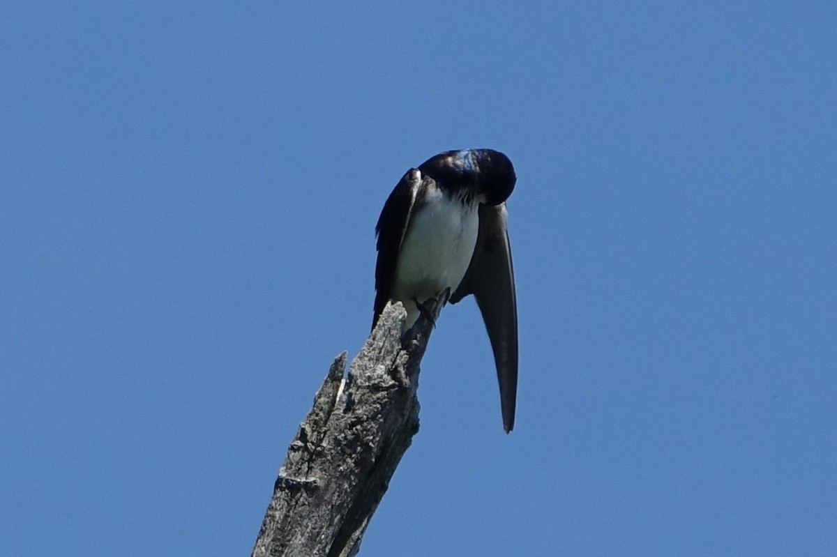 Tree Swallow - Catherine Lang