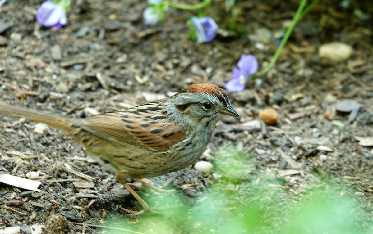 Swamp Sparrow - ML620088801