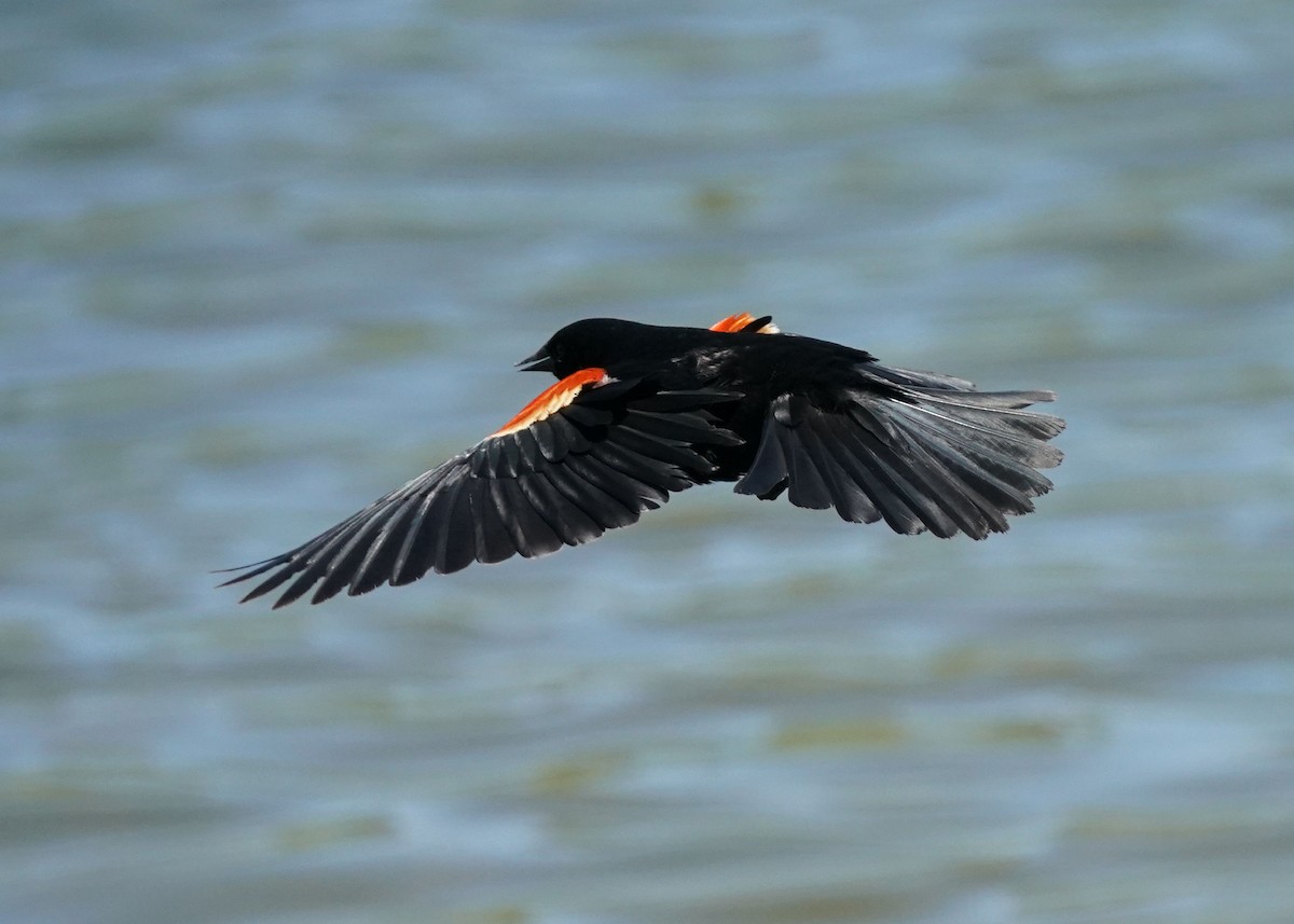 Red-winged Blackbird - ML620088802