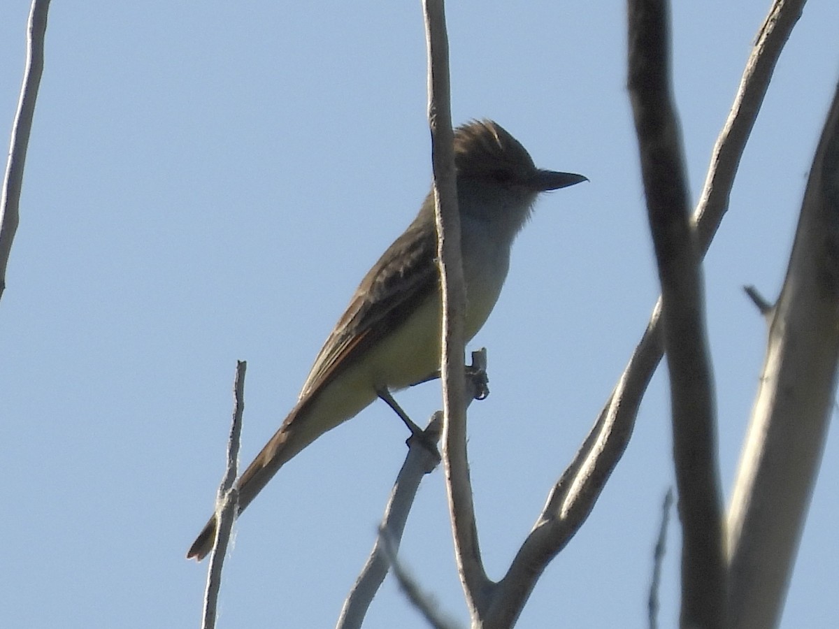 Brown-crested Flycatcher - ML620088806