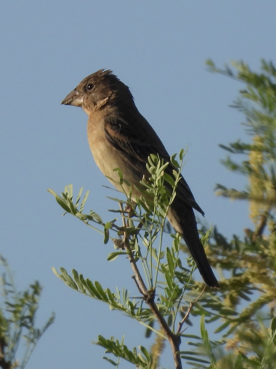 Blue Grosbeak - ML620088838