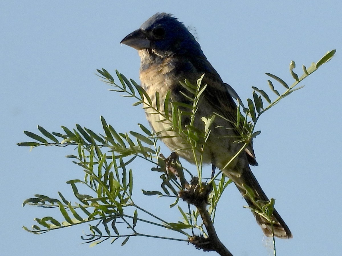 Blue Grosbeak - ML620088839