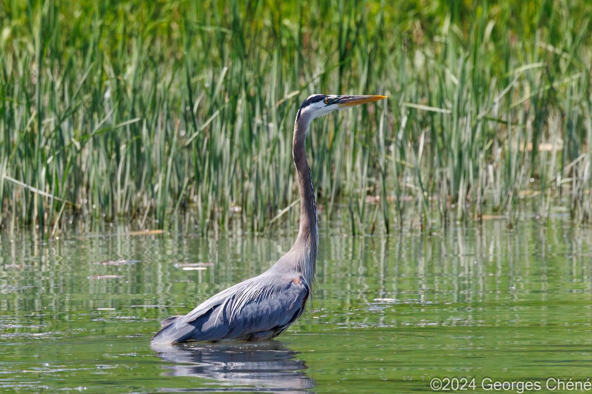 Great Blue Heron - ML620088844