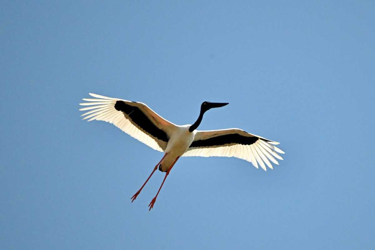 Black-necked Stork - ML620088851
