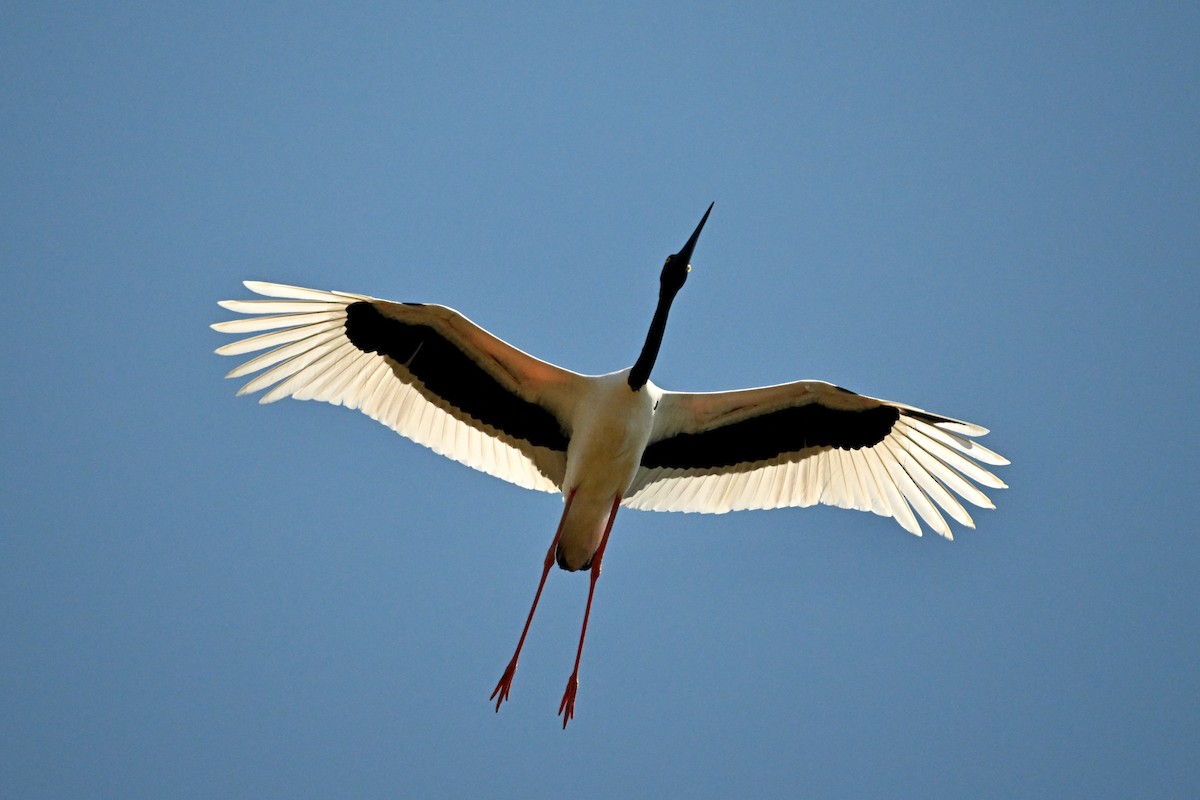 Black-necked Stork - ML620088856