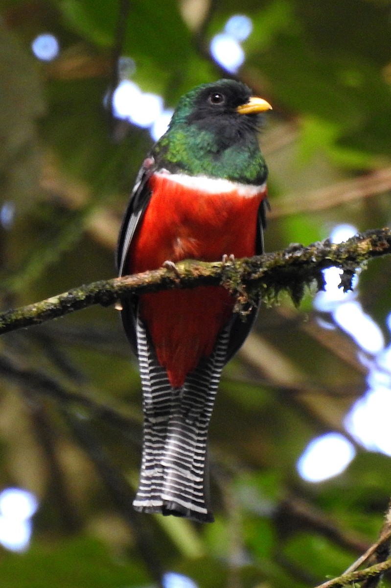 Halkalı Trogon - ML620088857