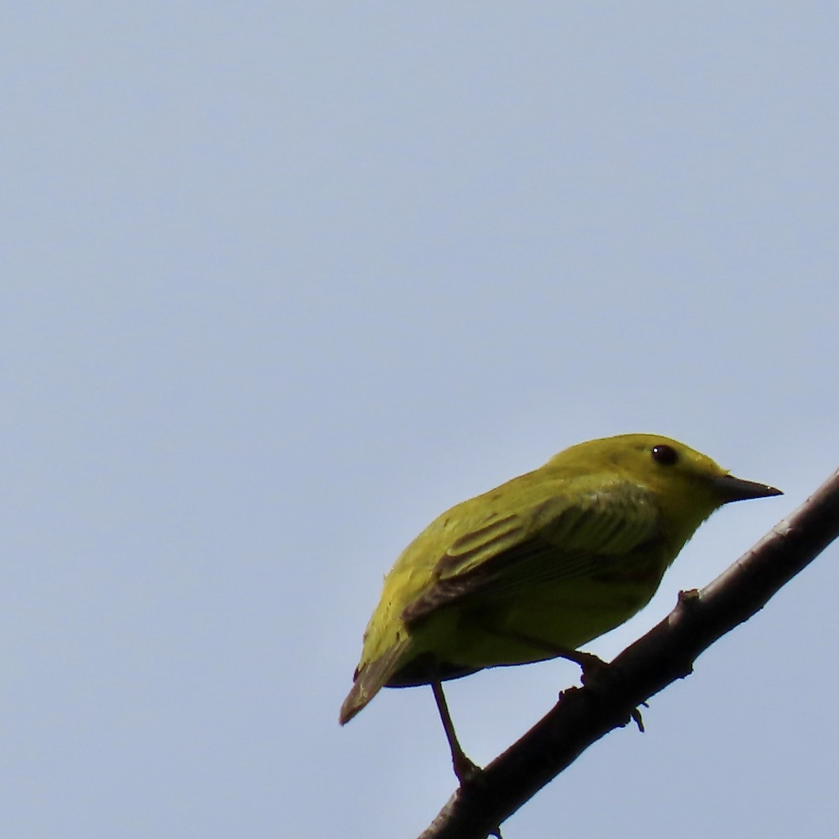 Yellow Warbler - ML620088869