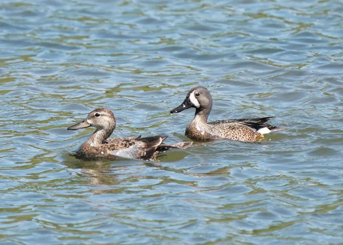 Blue-winged Teal - ML620088877