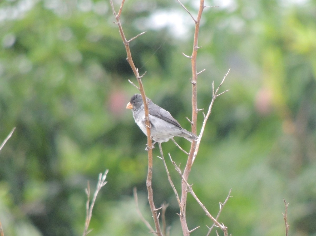 Gray Seedeater - ML620088898