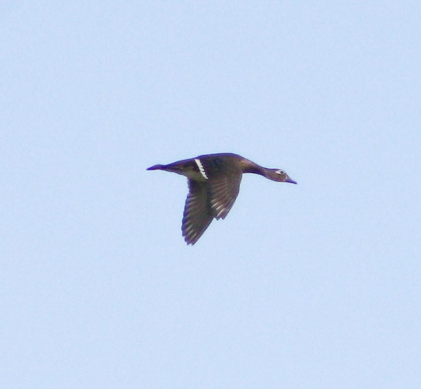 Wood Duck - ML620088908