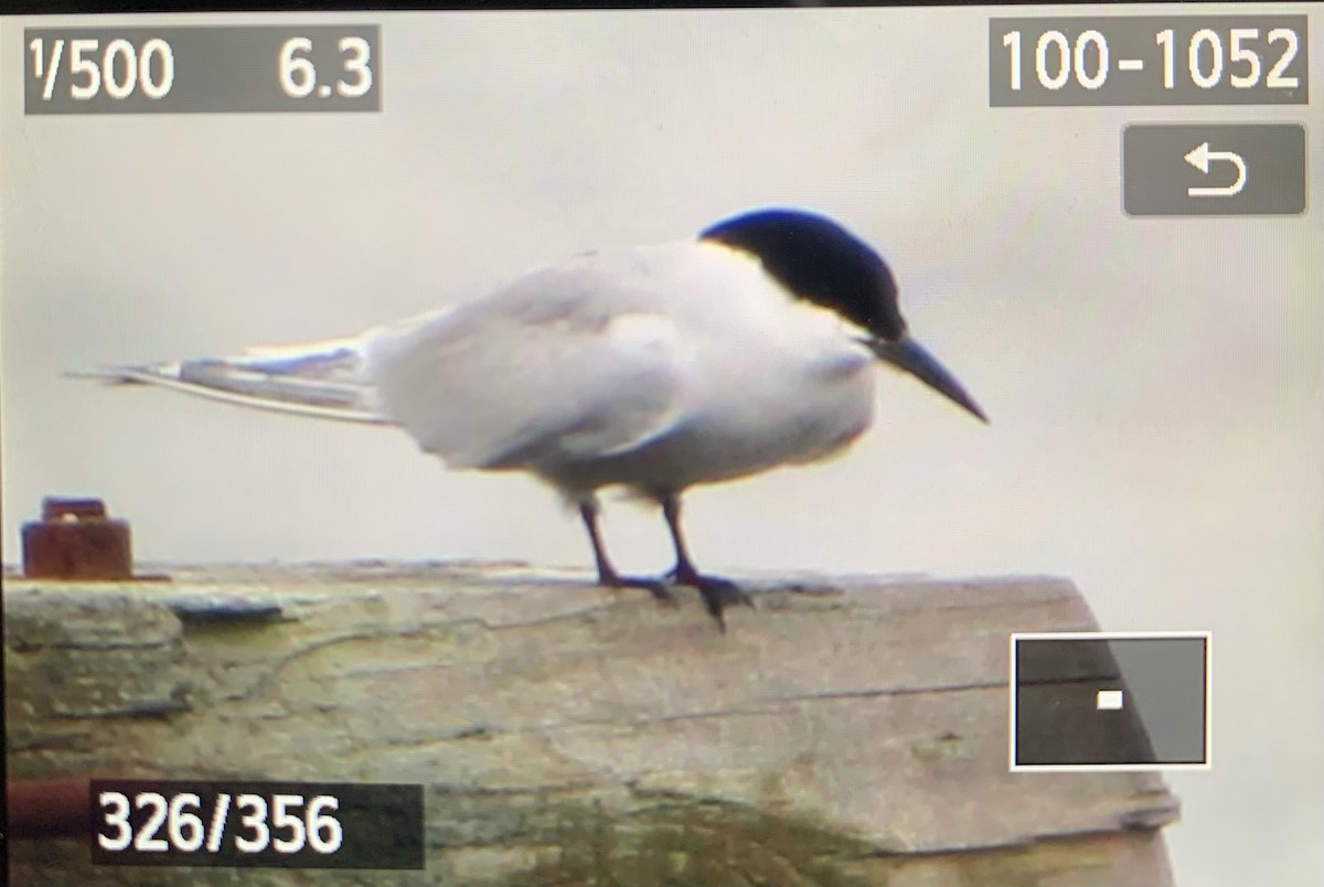 Common Tern (longipennis) - ML620088913