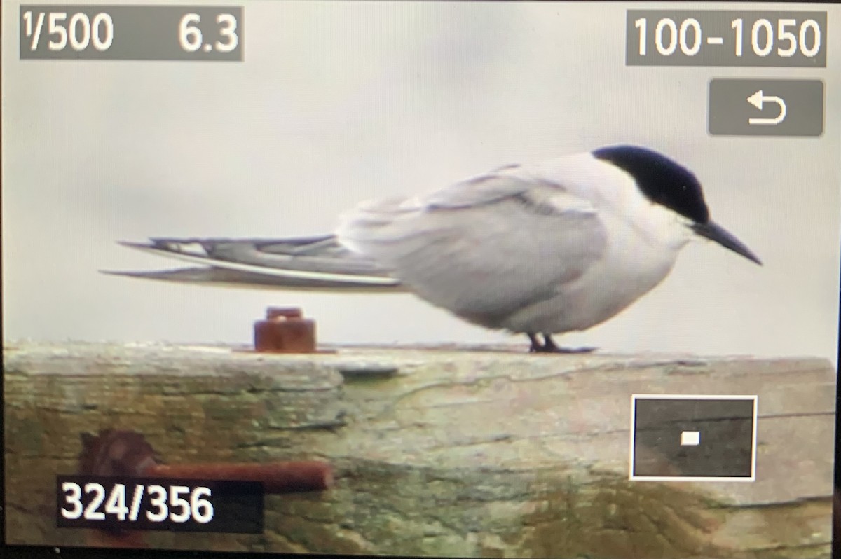 Common Tern (longipennis) - ML620088915