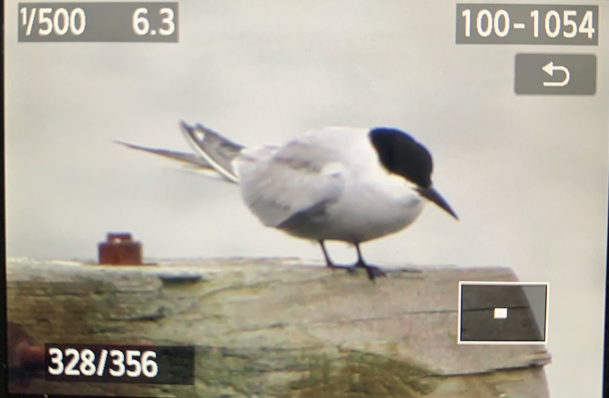 Common Tern (longipennis) - ML620088916