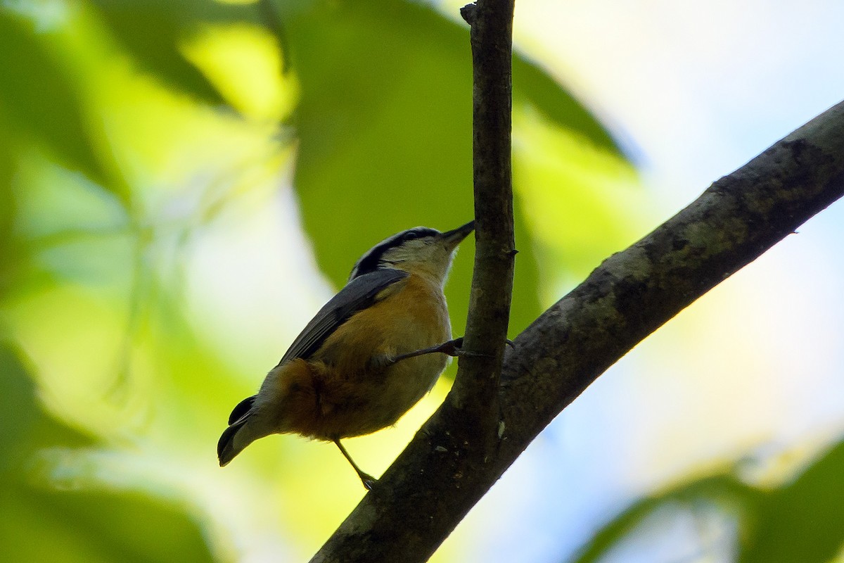 Red-breasted Nuthatch - ML620088920