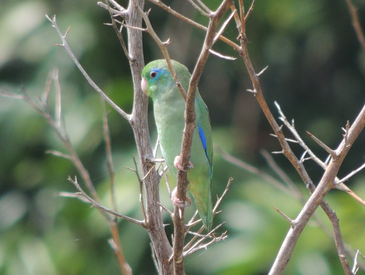 Spectacled Parrotlet - ML620088926