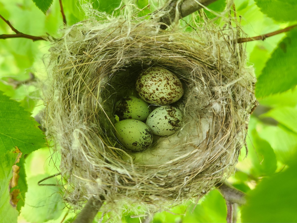 Brown-headed Cowbird - ML620088932