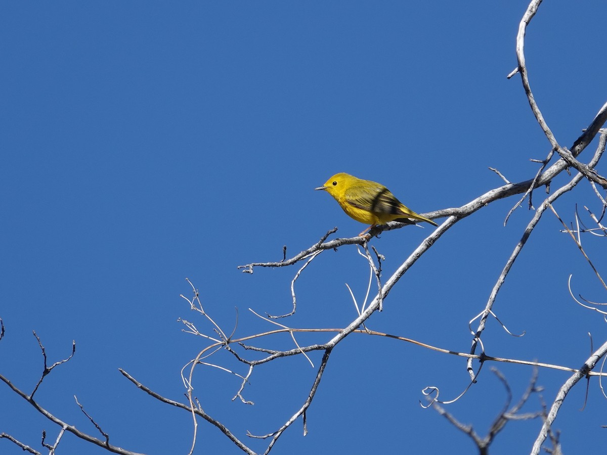 Yellow Warbler - Donna Nordstrom