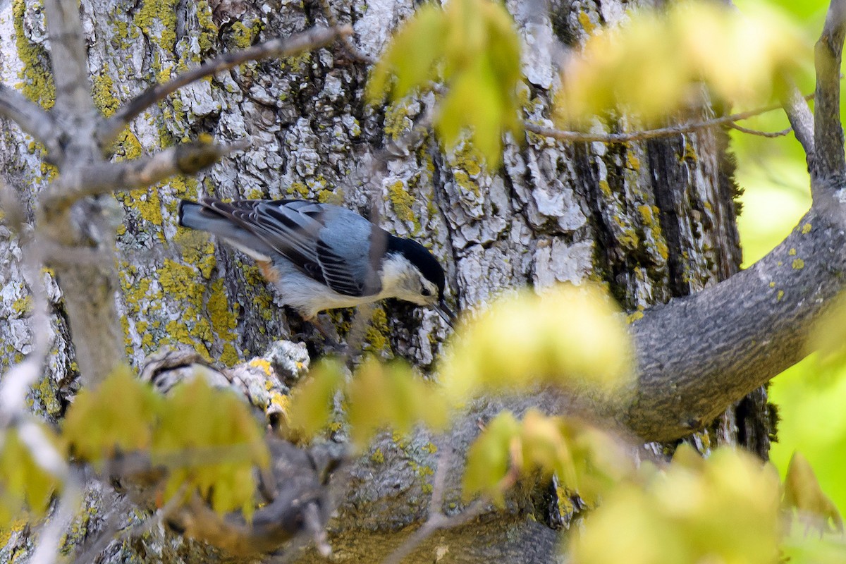 White-breasted Nuthatch - ML620088964