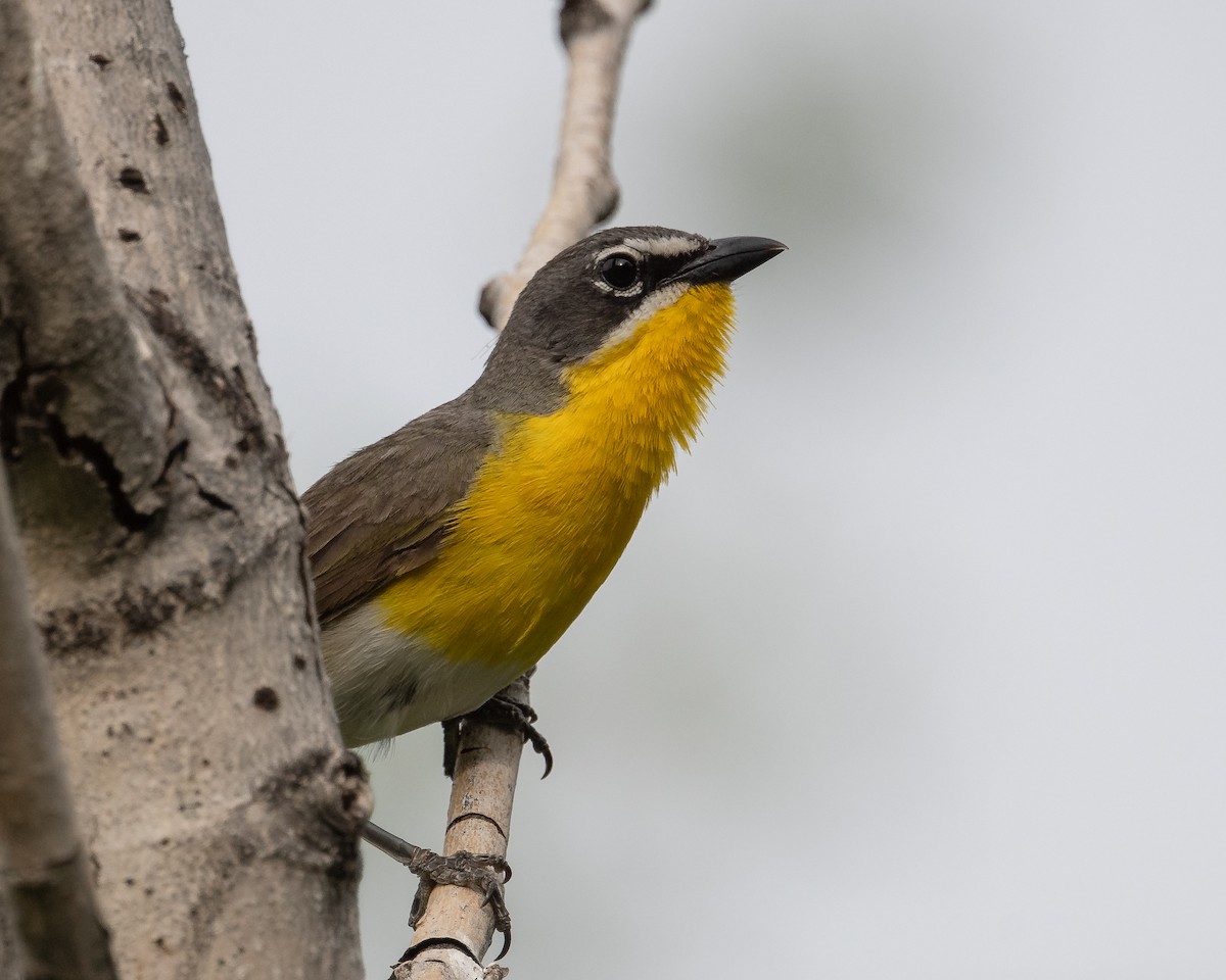 Yellow-breasted Chat - ML620088975