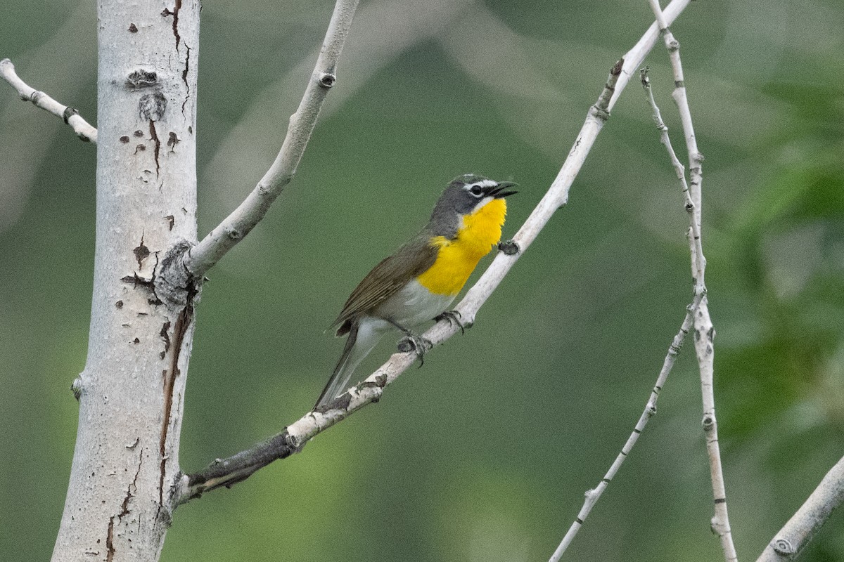 Yellow-breasted Chat - ML620088976